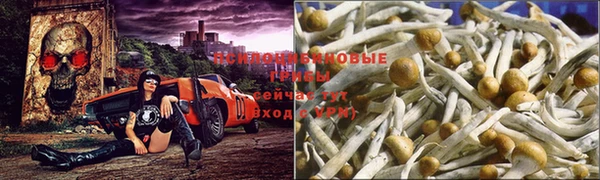 ГАЛЛЮЦИНОГЕННЫЕ ГРИБЫ Арсеньев